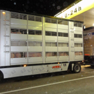 Vier Pfoten Tiertransport Schweine