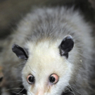 Leipzig: Das schielende Opossum Heidi