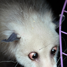 ABD0074-20110609.jpg