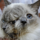 Frank und Louie: Ein Kater, zwei Gesichter
