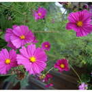 DSC00658.JPG