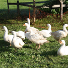 IMG_0836_jpg-1317544807