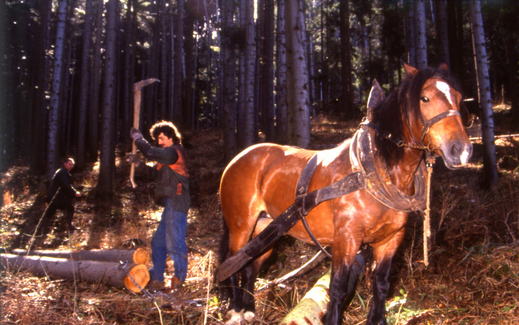 W_P 1_JPG-1317557889