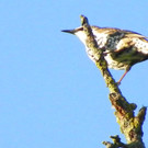 112_7039_JPG-1317594866