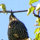 112_7031_JPG-1317594817