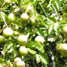 112_7063_JPG-1317594904