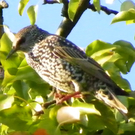 112_7033_JPG-1317594825