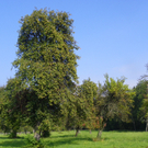 112_7061_JPG-1317594894