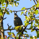 112_7035_JPG-1317594835