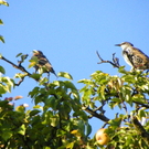 112_7045_JPG-1317594885