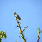 112_7038_JPG-1317594854