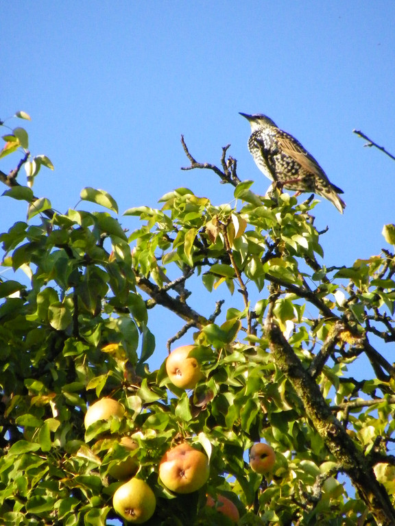 112_7044_JPG-1317594875