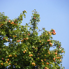 112_7068_JPG-1317594914