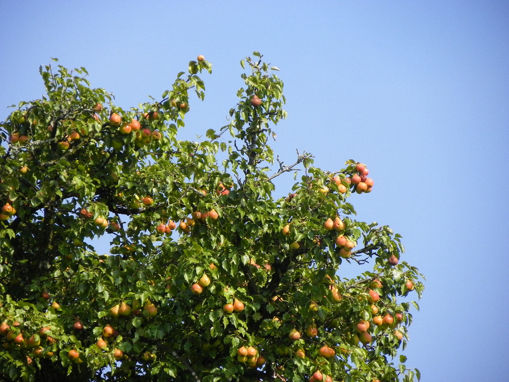 112_7068_JPG-1317594914