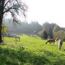 Z__ndel Bauernhof Erntedank 002 _Large__jpg-1317637070