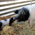 Z__ndel Bauernhof Erntedank 005 _Large__jpg-1317637073