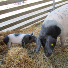 Z__ndel Bauernhof Erntedank 006 _Large__jpg-1317637077