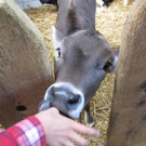 Z__ndel Bauernhof Erntedank 031 _Large__jpg-1317637100