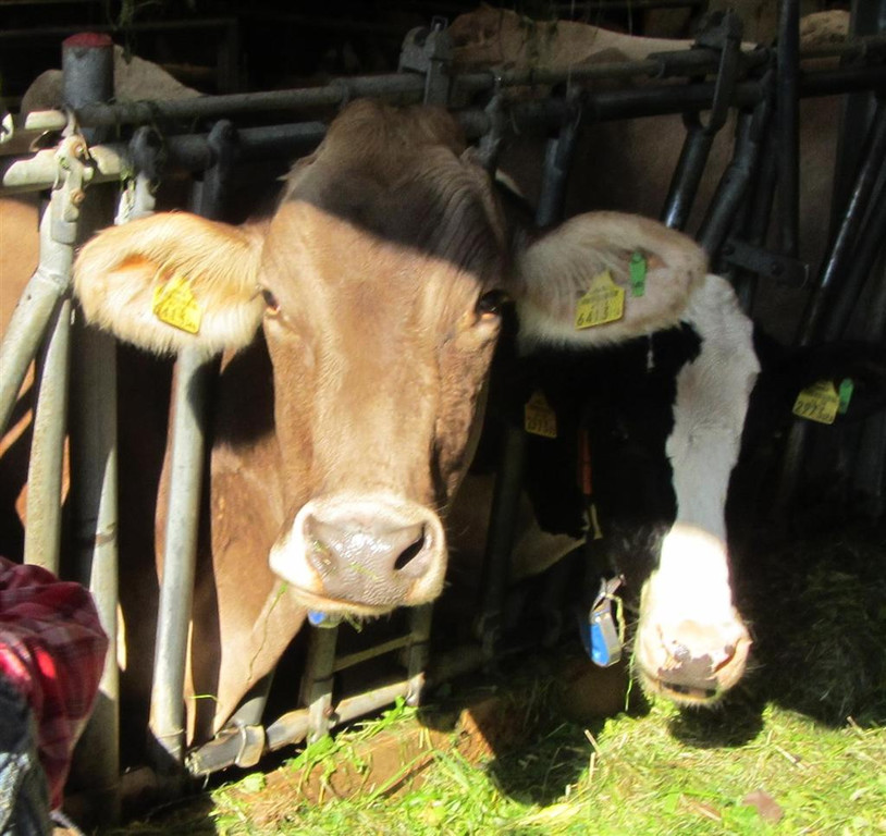 Z__ndel Bauernhof Erntedank 037 _Large__jpg-1317637107