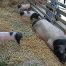 Z__ndel Bauernhof Erntedank 048 _Large__jpg-1317637114