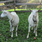 Z__ndel Bauernhof Erntedank 051 _Large__jpg-1317637121