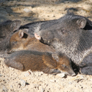 Bilder aus dem Zoo