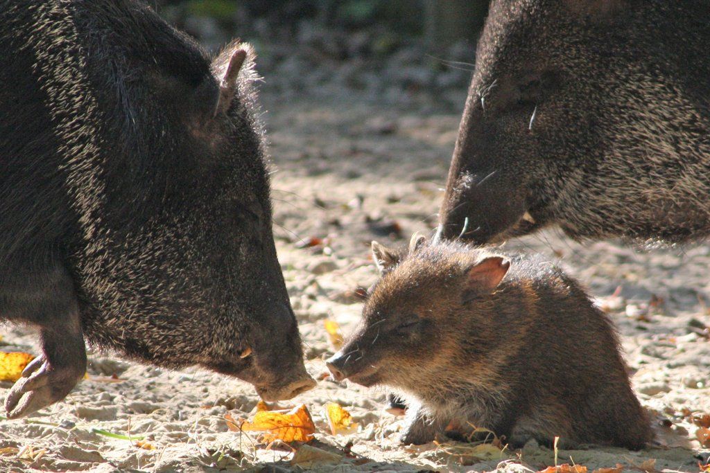ZooSBG_Halsbandpekari_Nachwuchs_beschnueffeln.jpg
