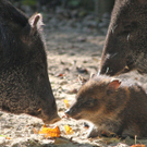 ZooSBG_Halsbandpekari_Nachwuchs_beschnueffeln.jpg