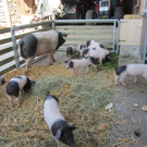 Z__ndel Bauernhof Erntedank 008 _Large__jpg-1317656886