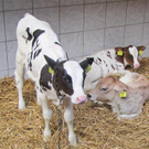Z__ndel Bauernhof Erntedank 030 _Large__jpg-1317656904
