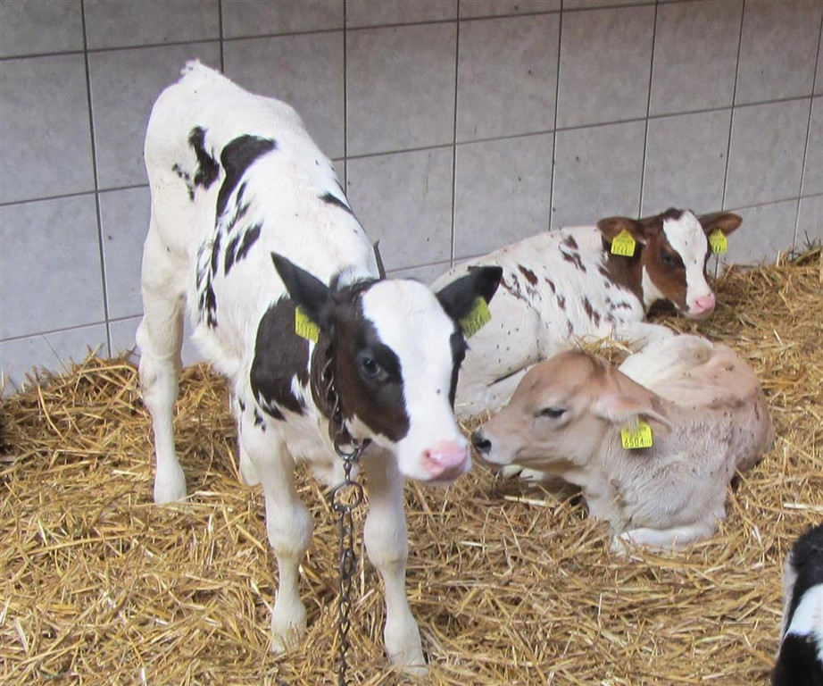 Z__ndel Bauernhof Erntedank 030 _Large__jpg-1317656904