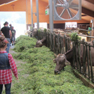 Z__ndel Bauernhof Erntedank 034 _Large__jpg-1317656909