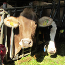 Z__ndel Bauernhof Erntedank 037 _Large__jpg-1317656912