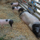 Z__ndel Bauernhof Erntedank 048 _Large__jpg-1317656918