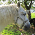 Z__ndel Bauernhof Erntedank 083 _Large__jpg-1317656963