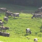 Z__ndel Bauernhof Erntedank 087 _Large__jpg-1317656968