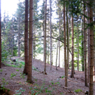 KOE_Tostner Burg 2_jpg-1317667121