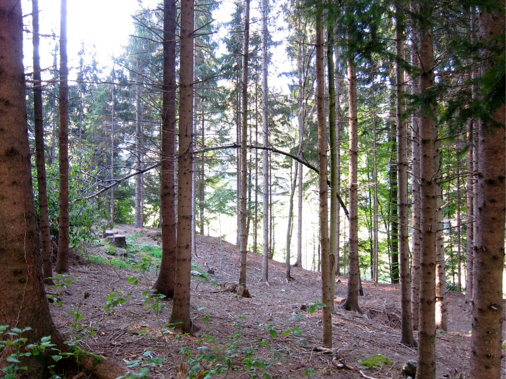 KOE_Tostner Burg 2_jpg-1317667121