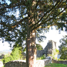 KOE_Tostner Burg 16_jpg-1317667267