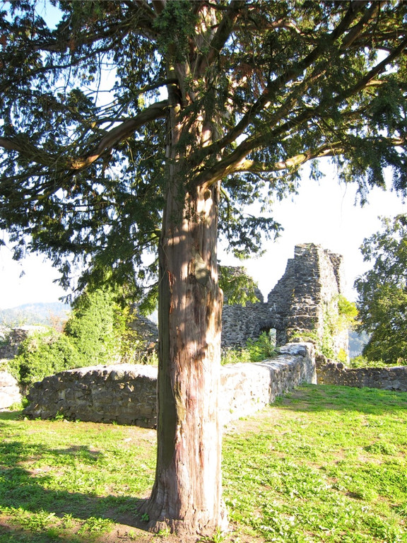 KOE_Tostner Burg 16_jpg-1317667267