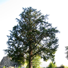 KOE_Tostner Burg 17_jpg-1317667278