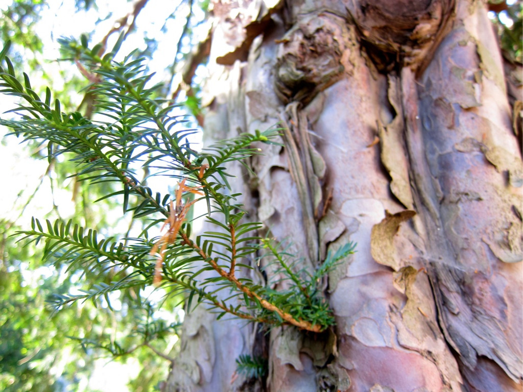 KOE_Tostner Burg 18_jpg-1317667285