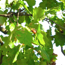 KOE_Tostner Burg 19_jpg-1317667292