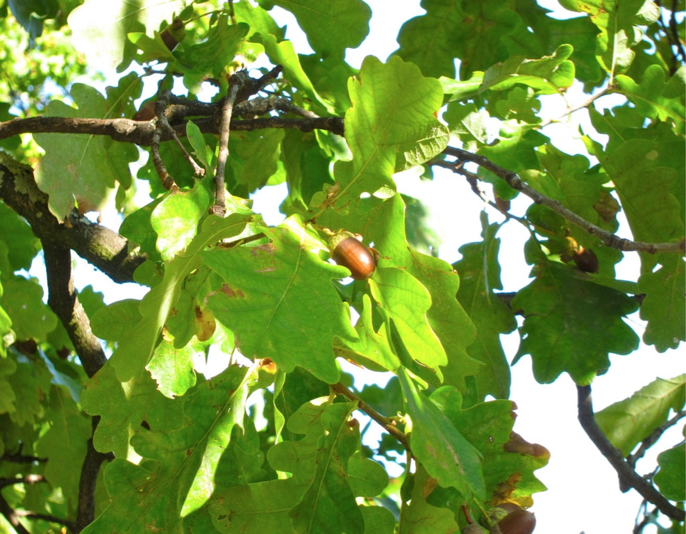 KOE_Tostner Burg 19_jpg-1317667292