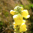 KOE_Tostner Burg 27_jpg-1317667368