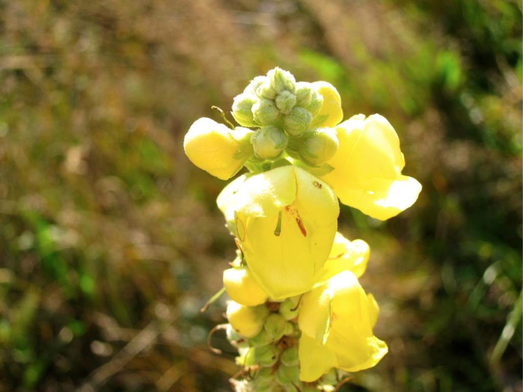 KOE_Tostner Burg 27_jpg-1317667368
