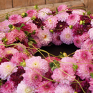 PA017210.jpg
