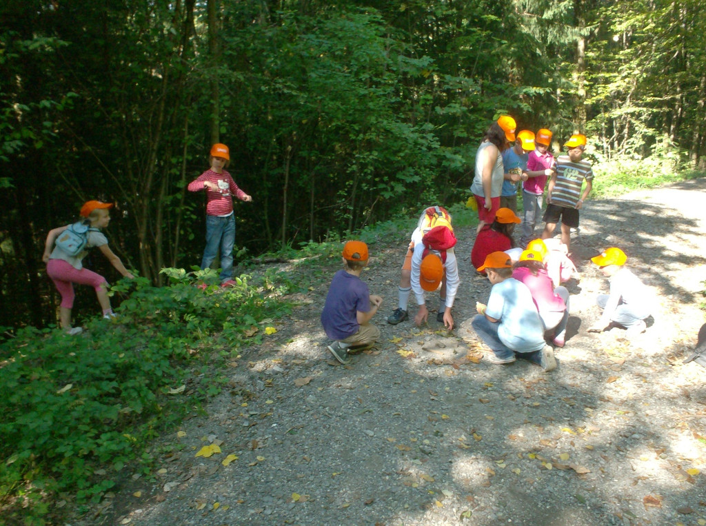 VS Haselstauden Wald10.jpg