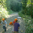 VS Haselstauden Wald11.jpg