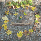 VS Haselstauden Wald3.jpg